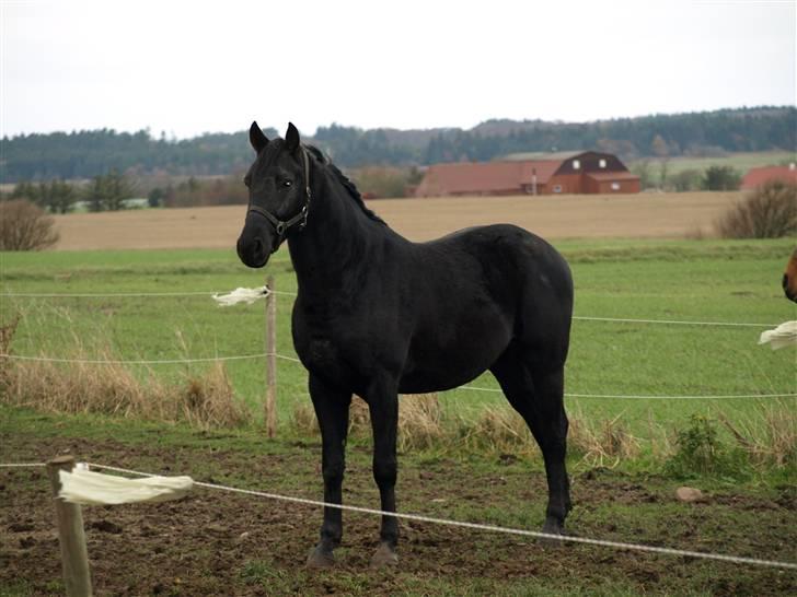Knabstrupper Loke billede 5