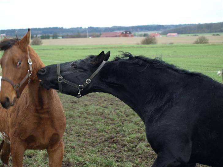 Knabstrupper Loke billede 6