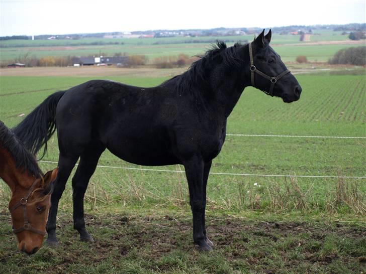 Knabstrupper Loke billede 7