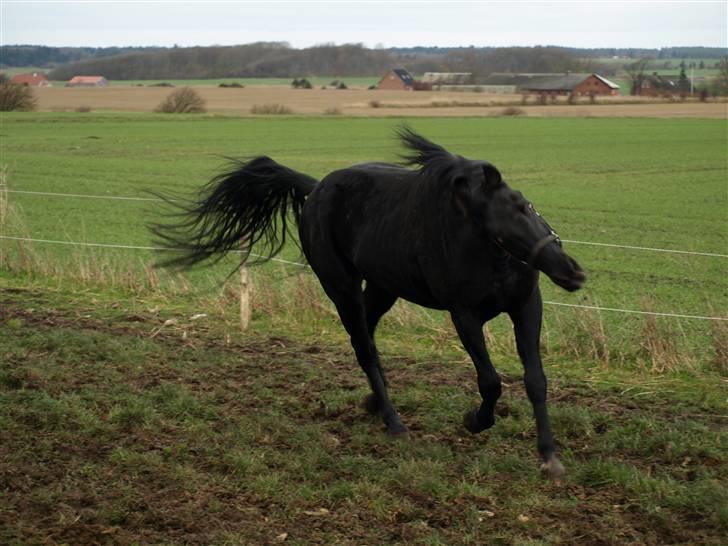 Knabstrupper Loke billede 8