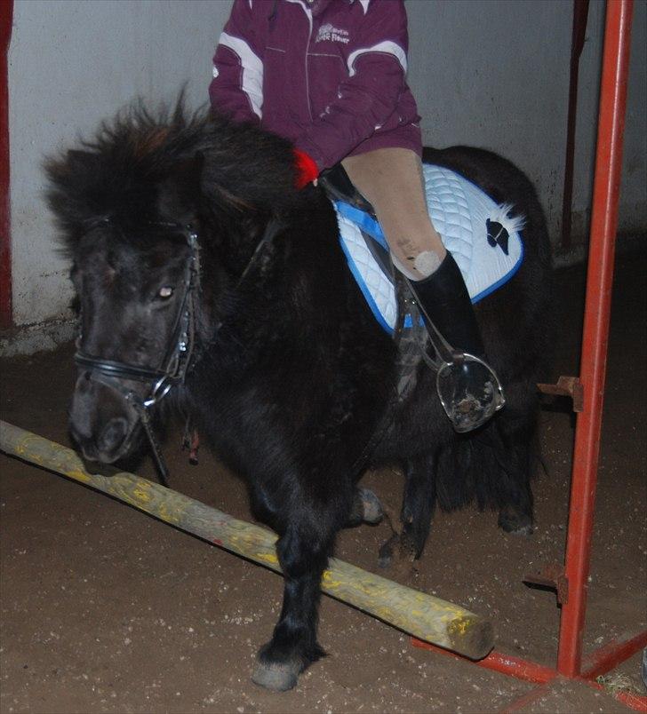 Shetlænder Sabrine - nr, 13) Rikke og sabrina springer, med lidt mere frat på!! (; hun kom lige til at glemme og løfte sine fusser, så hun raged ned /; hehe (: billede 8