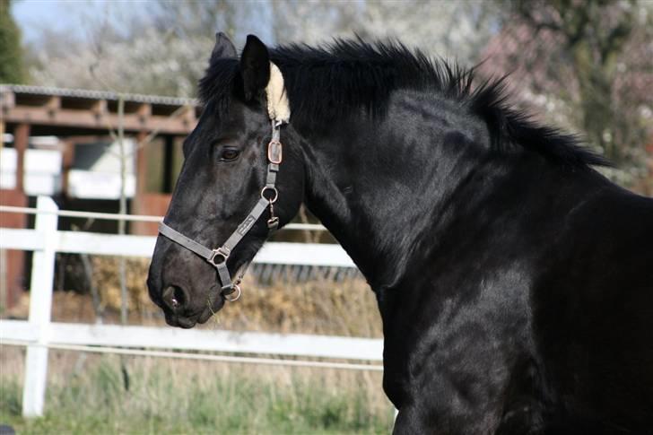 Oldenborg Leif Rudbæk billede 7