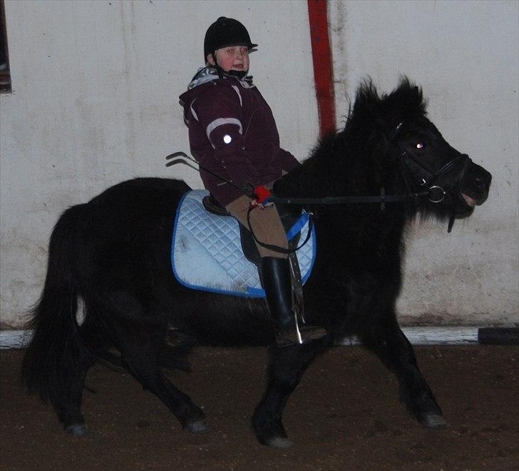 Shetlænder Sabrine - nr, 15) Fuld fart frem i ridehallen en vinter dag!! (:  billede 10