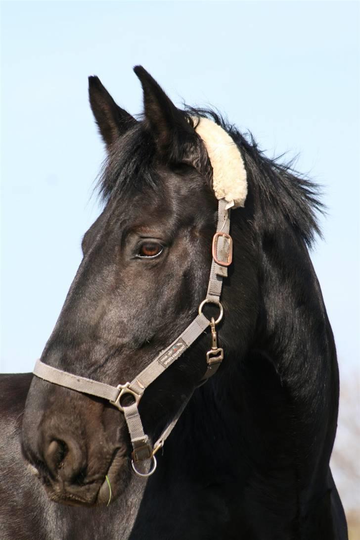 Oldenborg Leif Rudbæk billede 8