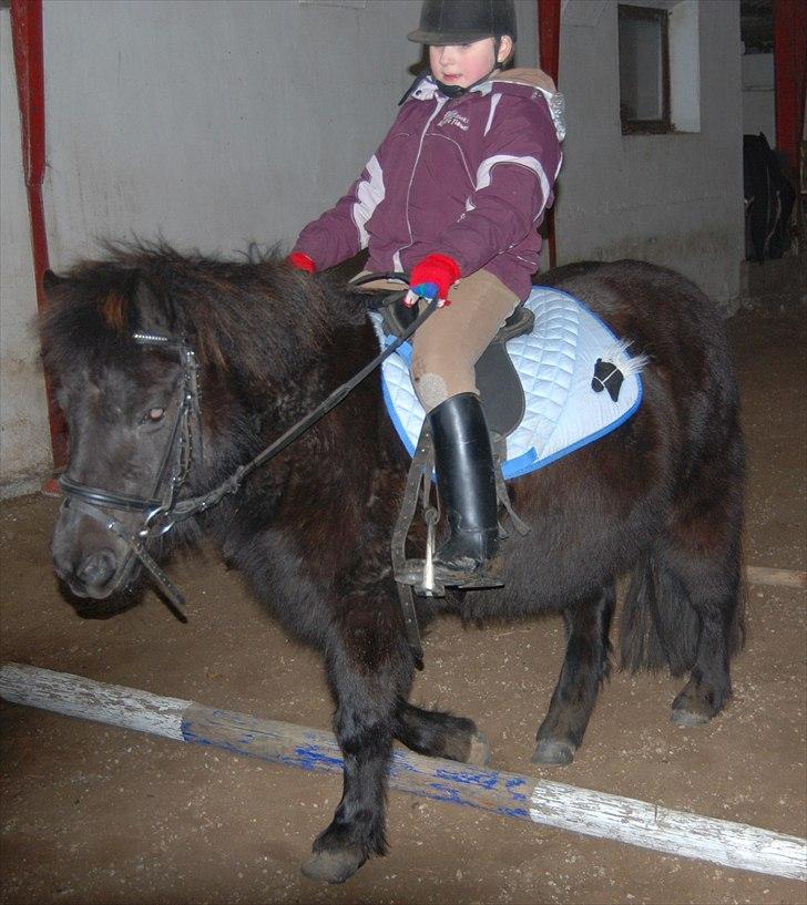 Shetlænder Sabrine - nr, 16) Hov var der en pind, så må vi hellere gå over den!! (: hehe xD  billede 11