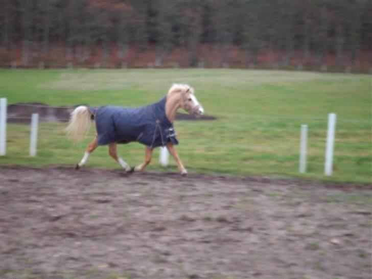 Welsh Pony af Cob-type (sec C) Chicco - Trave ude på folden :) billede 2