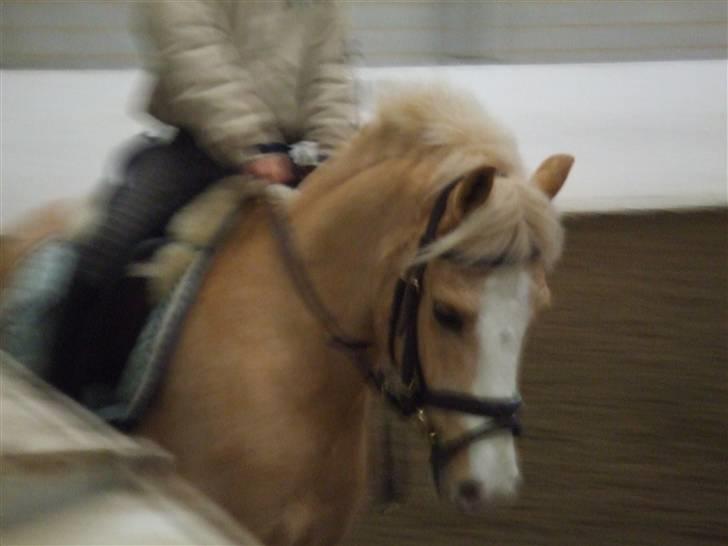 Welsh Pony af Cob-type (sec C) Chicco - Er han ikke sød? :) billede 5