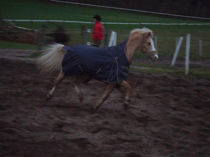 Welsh Pony af Cob-type (sec C) Chicco - Han kan da godtok trave hva? :O WaauuW <3 billede 6