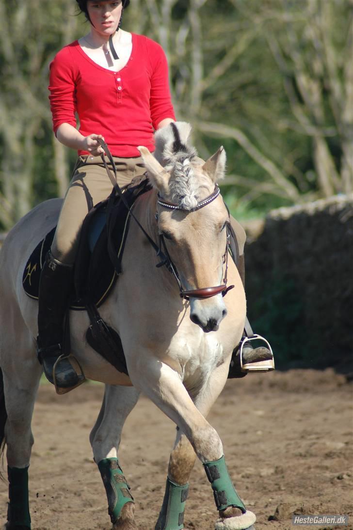 Fjordhest Nick  (SOLGT) billede 15