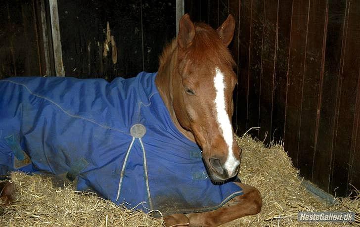 Anden særlig race Simba Stenfeldt <3 -  trætte baby.. foto: Frida Lilli  billede 14