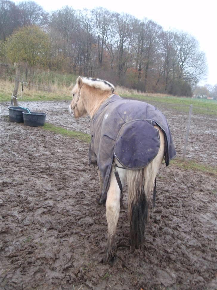 Fjordhest Jackson, solgt  - taget d. 06/11-09: Jackson på folden. "når enden er god, er alting godt" :D billede 19