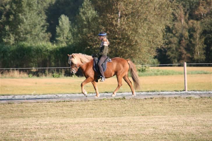 Islænder Vigdís f Skydebanegård R.I.P  - #16. skridt blössi stævne 2009 billede 11