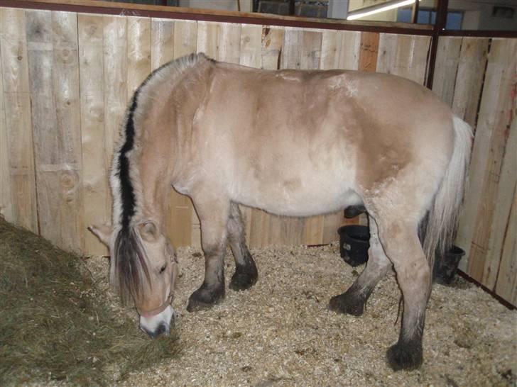 Fjordhest Jackson, solgt  - taget d. 06/11-09: Jackson i boksen. - Sådan ser han altså ud uden dækken ;) billede 20