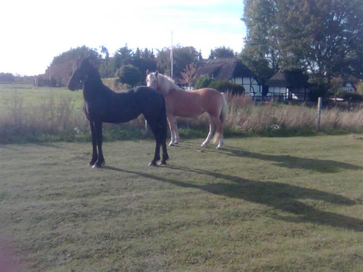 Frieser Nooitgedacht - Frida - Så stolt kan man være (:  billede 3