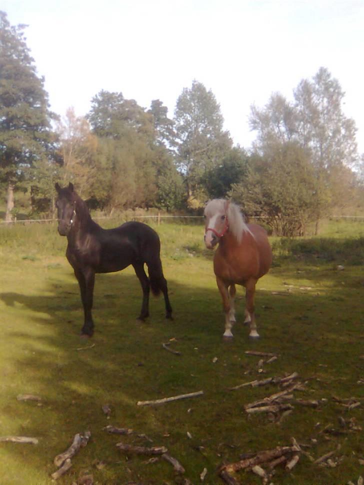 Frieser Nooitgedacht - Frida - Frida med "plejemor" lige ankommet! billede 4