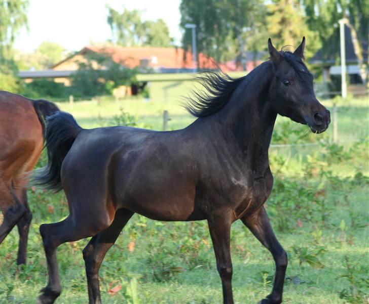 Arabisk fuldblod (OX) Ja'ziah - denne sommer 2009 og tre år gammel billede 1