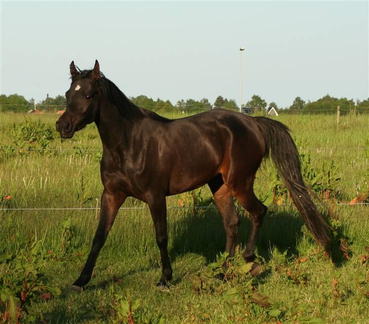 Arabisk fuldblod (OX) Ja'ziah billede 2