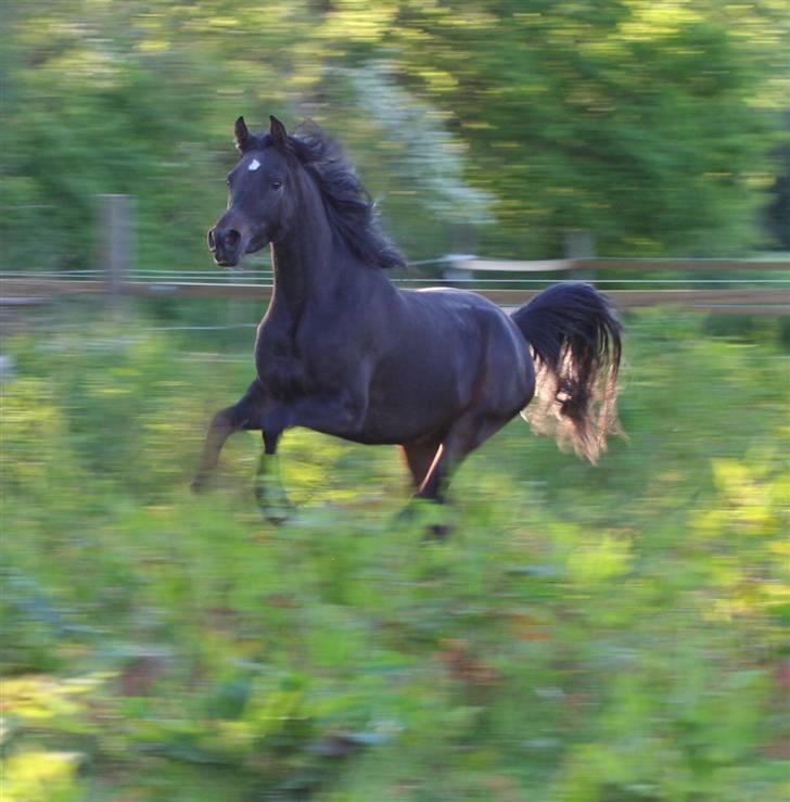 Arabisk fuldblod (OX) Ja'ziah billede 3