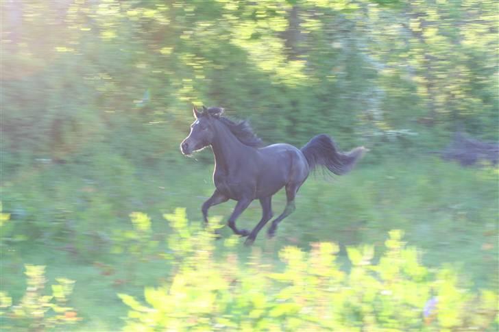 Arabisk fuldblod (OX) Ja'ziah billede 4