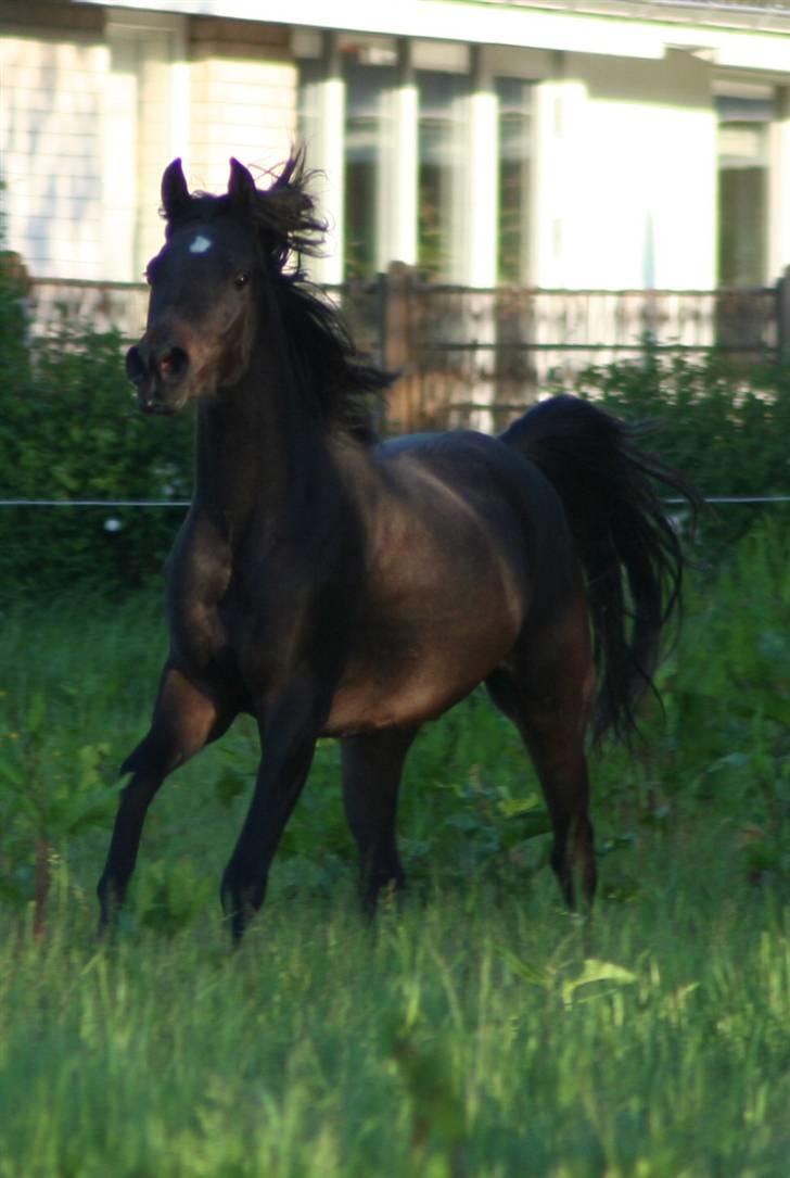 Arabisk fuldblod (OX) Ja'ziah billede 5