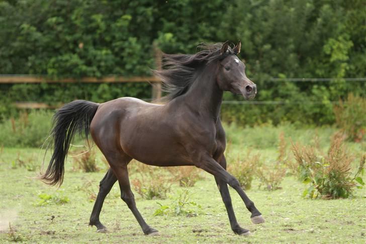 Arabisk fuldblod (OX) Ja'ziah - et halvårs tid gammel med sin mor på vej på fold billede 6