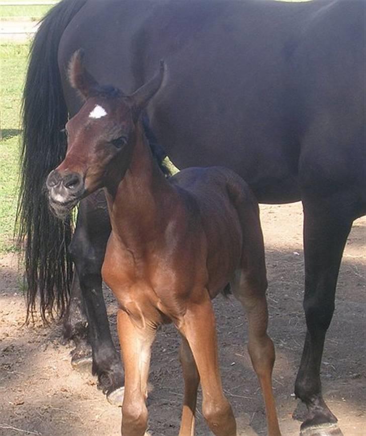 Arabisk fuldblod (OX) Ja'ziah - et dejligt føl med udstråling og attitude billede 7