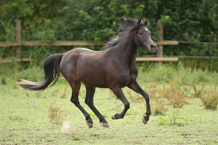 Arabisk fuldblod (OX) Ja'ziah - juli 2009 - foto Simii billede 8