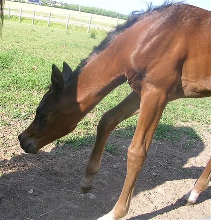 Arabisk fuldblod (OX) Ja'ziah billede 9