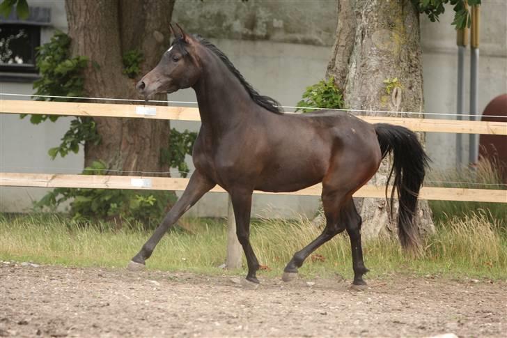 Arabisk fuldblod (OX) Ja'ziah - tre års juli 2009 - foto simii billede 10