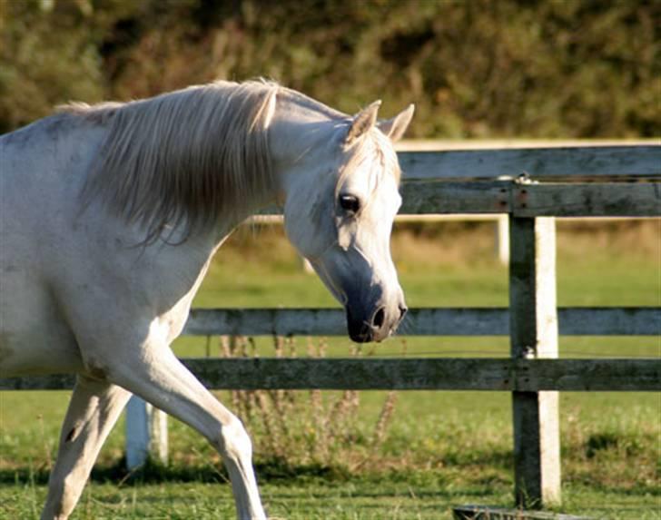 Arabisk fuldblod (OX) Sherifa SCID/CA fri - 2005 billede 19