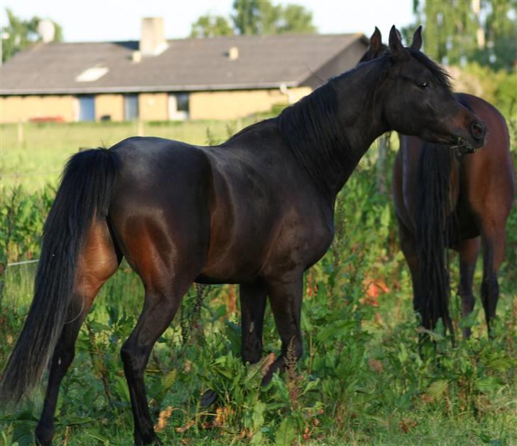 Arabisk fuldblod (OX) Ja'ziah billede 11