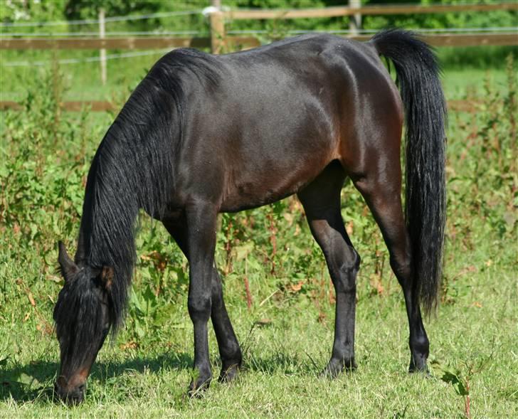 Arabisk fuldblod (OX) Ja'ziah billede 12