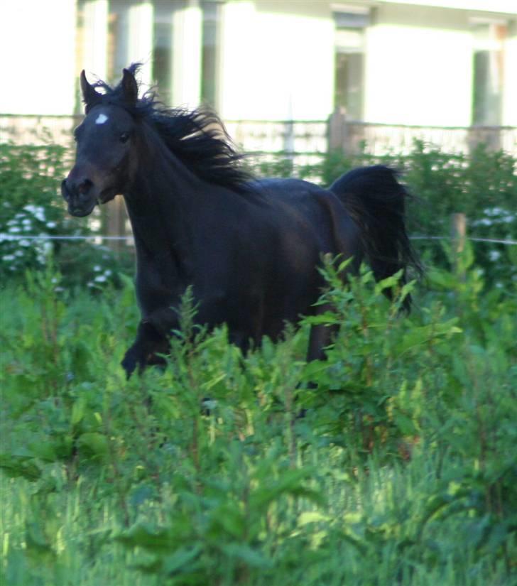 Arabisk fuldblod (OX) Ja'ziah billede 13