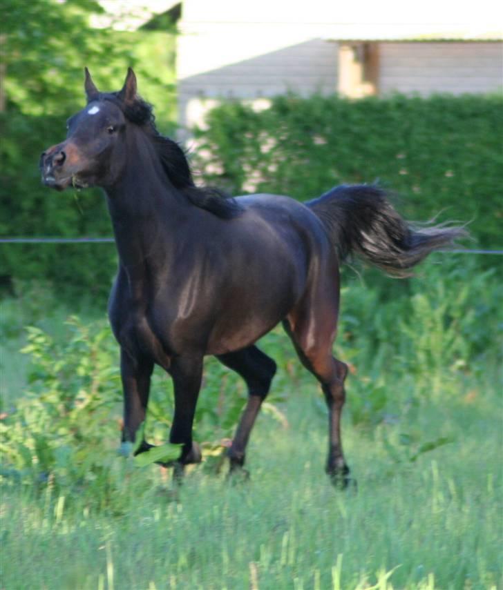 Arabisk fuldblod (OX) Ja'ziah billede 14