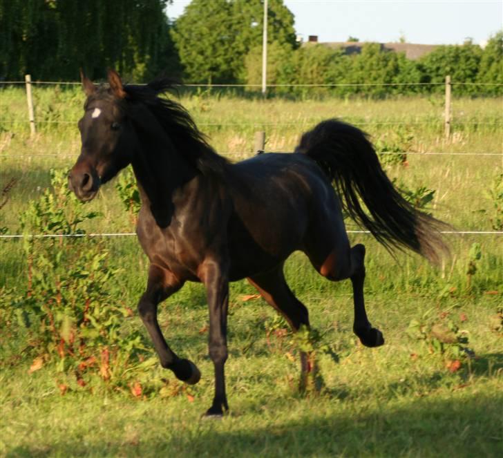 Arabisk fuldblod (OX) Ja'ziah billede 15