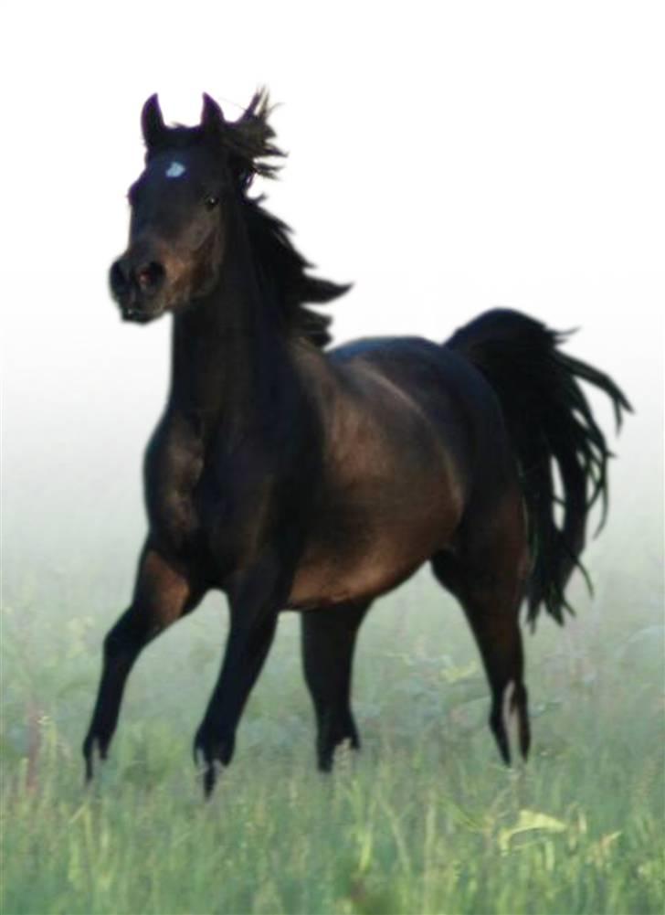 Arabisk fuldblod (OX) Ja'ziah - Foto-arbejde v. Jette N billede 16