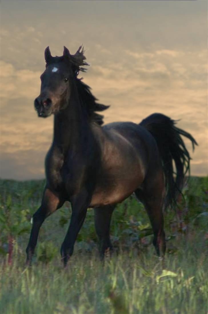 Arabisk fuldblod (OX) Ja'ziah - foto-arbejde v. Jette N. billede 17