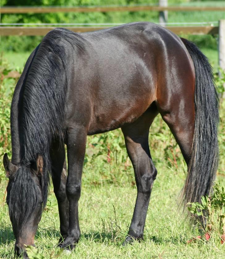 Arabisk fuldblod (OX) Ja'ziah billede 18