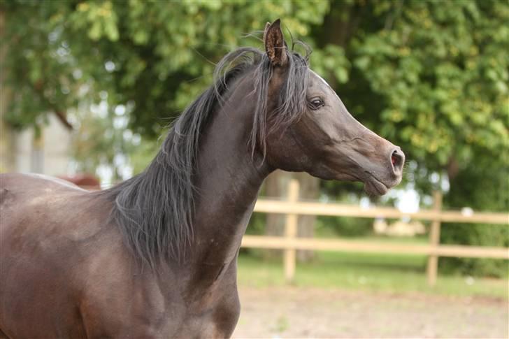 Arabisk fuldblod (OX) Ja'ziah - sommeren 2009 -simone N. har taget billedet billede 19