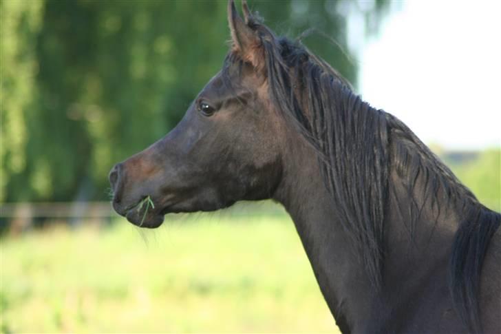 Arabisk fuldblod (OX) Ja'ziah billede 20