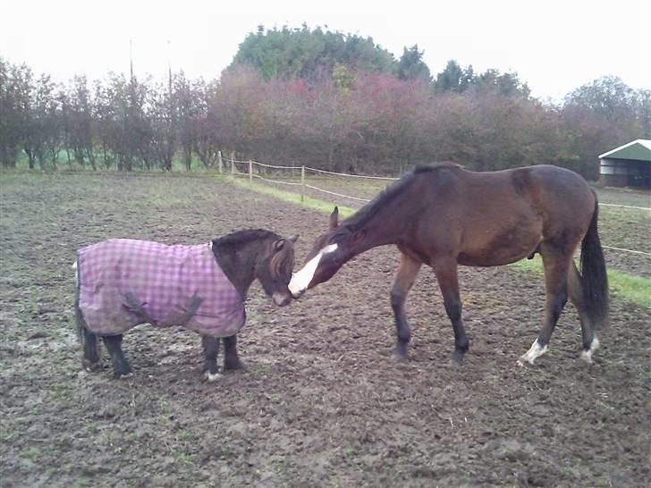 Shetlænder Lille skid (Solgt) - Lille Skid og Marquis på folden om morgen  billede 14