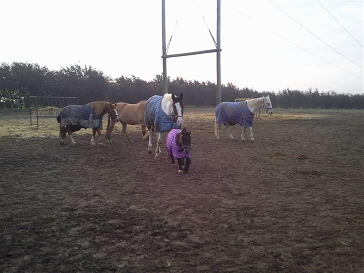 Shetlænder Lille skid (Solgt) billede 15