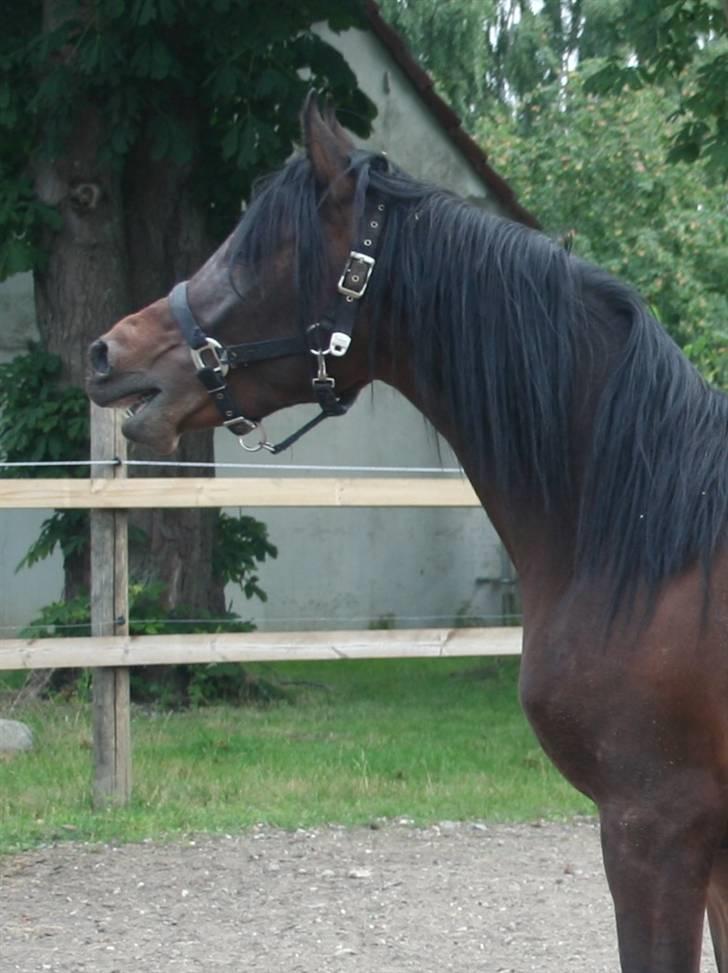 Arabisk fuldblod (OX) Ja'sim  -  sommeren 2009 og 2 år billede 1