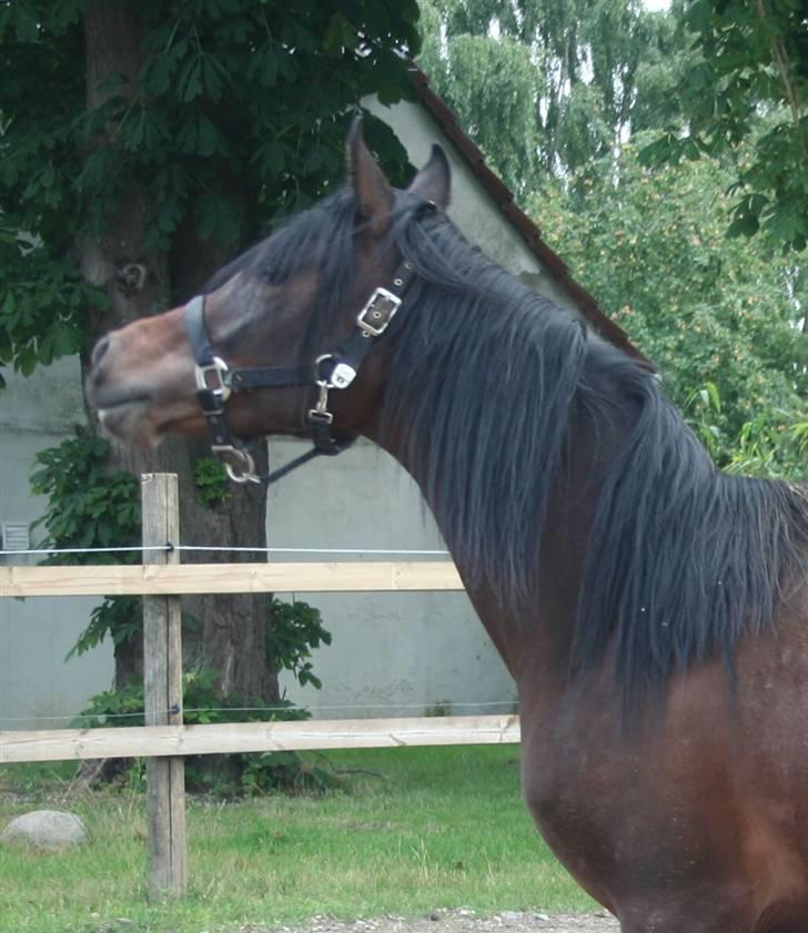 Arabisk fuldblod (OX) Ja'sim  billede 2