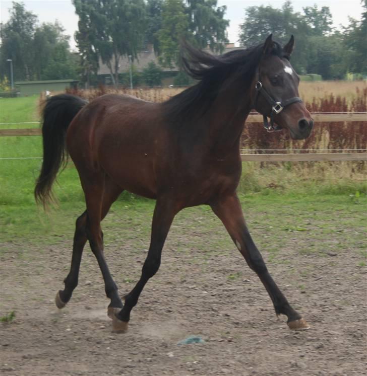 Arabisk fuldblod (OX) Ja'sim  billede 3