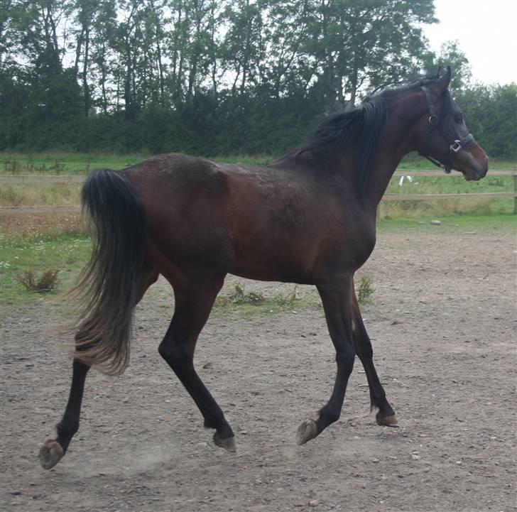 Arabisk fuldblod (OX) Ja'sim  billede 4