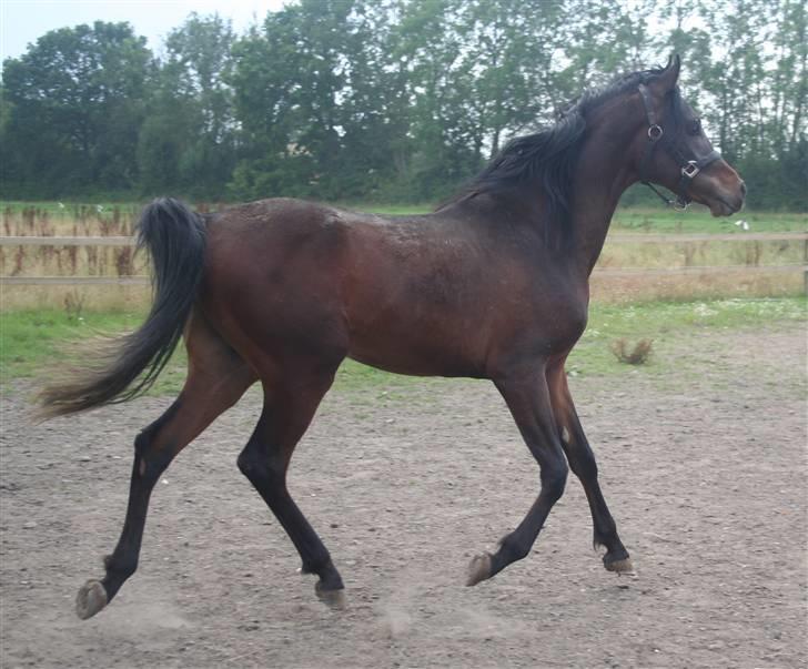 Arabisk fuldblod (OX) Ja'sim  billede 5