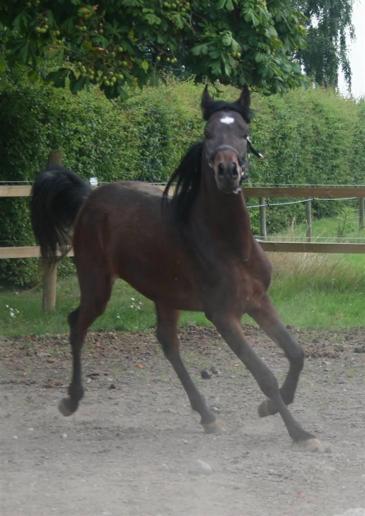 Arabisk fuldblod (OX) Ja'sim  billede 6