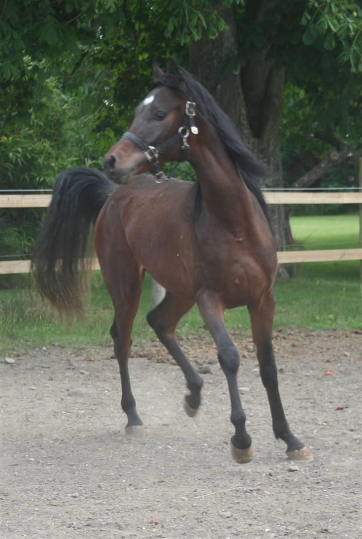 Arabisk fuldblod (OX) Ja'sim  billede 7