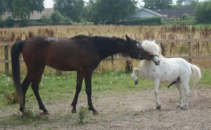 Arabisk fuldblod (OX) Ja'sim  - nye kammerater på fold - sommer 2009 billede 8